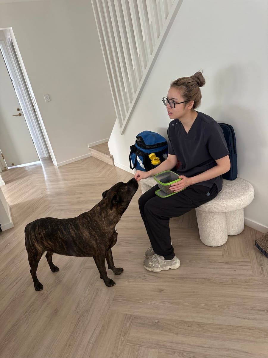 A previously anxious dog relaxed at home during an at-home vet visit on the Gold Coast with My Kind of Vet
