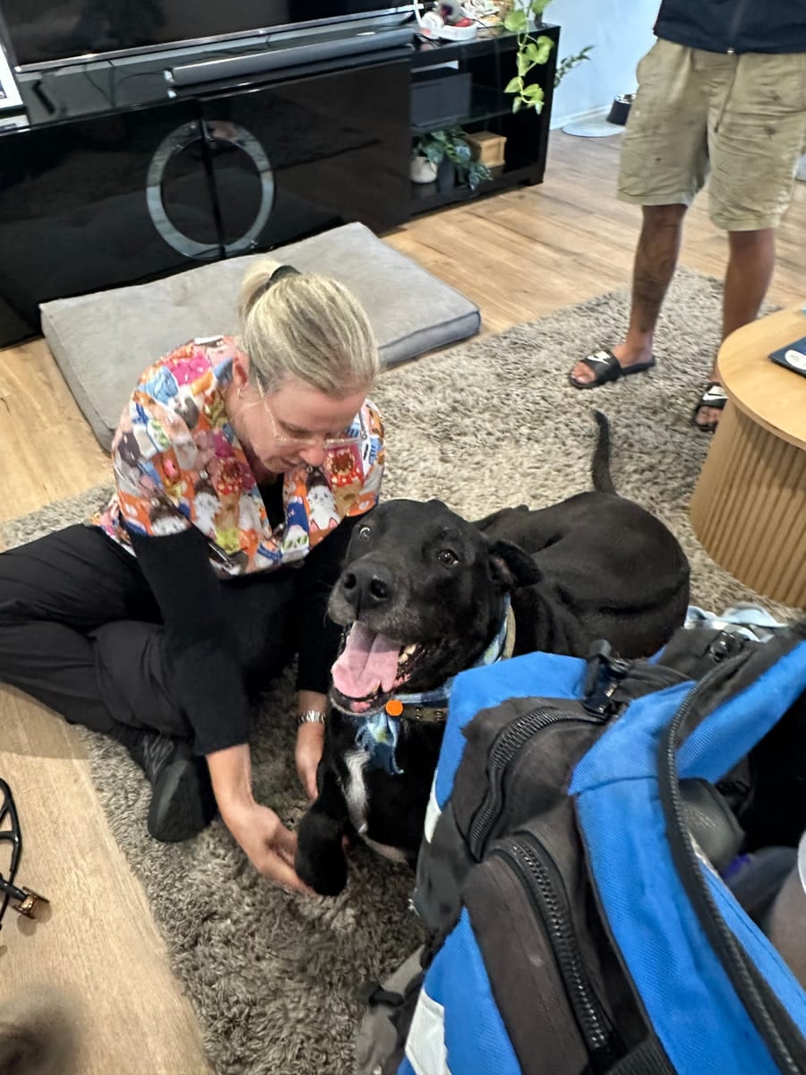 An MKV nurse with a relaxed dog during an at-home vet visit on the Gold Coast