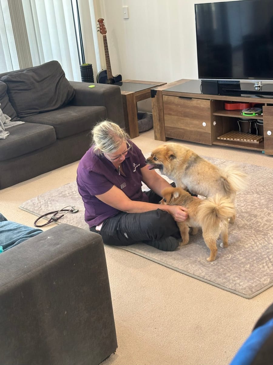 At home vet Nerang visit — two dogs greeting the vet at the gate of a semi-rural Nerang property