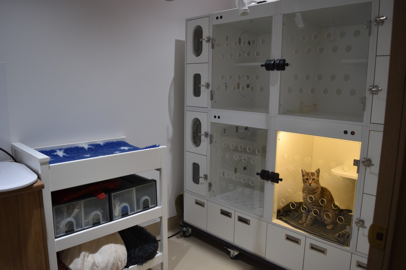 Quiet dedicated cat hospital ward away from dogs at My Kind of Vet, Ormeau, Gold Coast