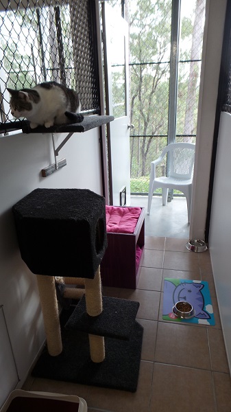 A guest cat relaxing in an indoor–outdoor Felinee suite overlooking the bush
