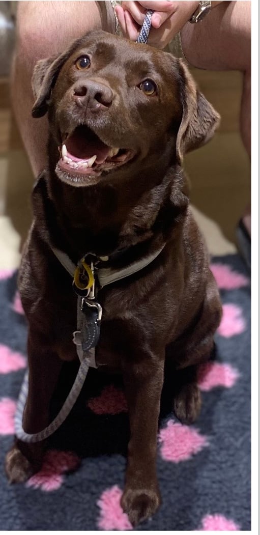 Frankie, a normally nervous dog, relaxed and happy after treats at My Kind of Vet, Ormeau