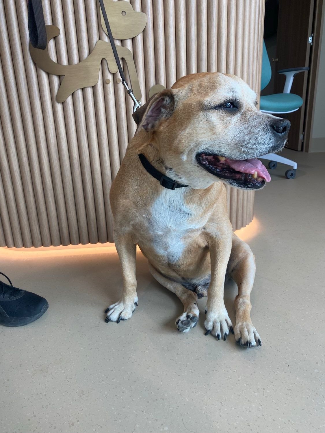 A calm senior dog with a greying muzzle sitting in the My Kind of Vet clinic