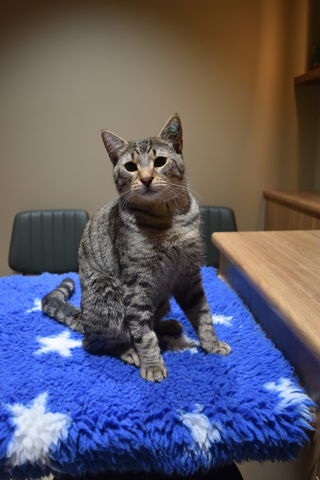 Cat-only consult room at My Kind of Vet, Ormeau
